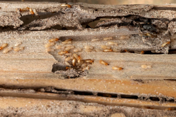 Best Local Pest Control Services  in Orange Beach, AL